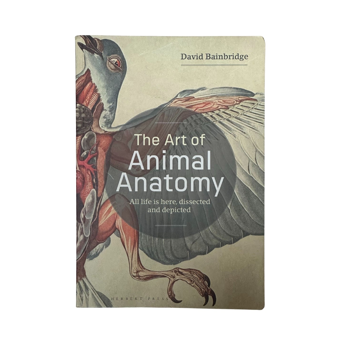 Book cover of 'The Art of Animal Anatomy' by David Bainbridge with a detailed illustration of an animal on a beige background.