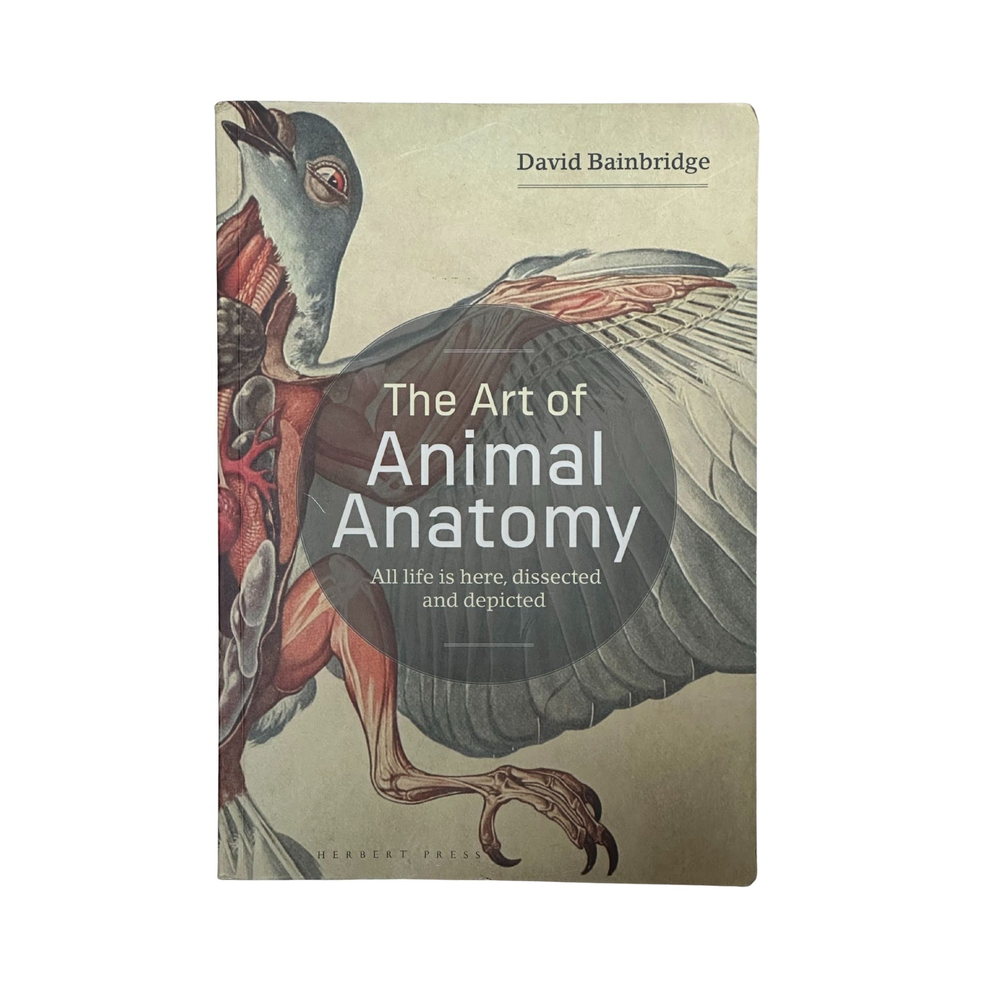 Book cover of 'The Art of Animal Anatomy' by David Bainbridge with a detailed illustration of an animal on a beige background.