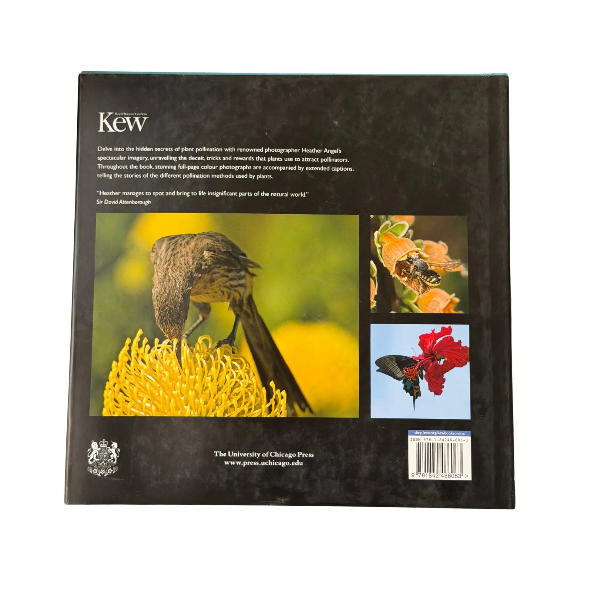 View of the back cover and ISBN (9781842466063) information for this authentic imported copy of Pollination Power.